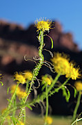 Yellow Bee Plant (cleome Lutea) Photograph by Science Photo Library