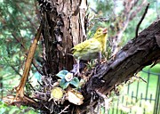 Yellow Bird Photograph by Peggy King
