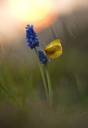 Yellow butterfly on grape hyacinths Photograph by Jaroslaw Blaminsky Yellow butterfly on grape hyacinths Photograph by Jaroslaw Blaminsky