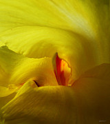 Yellow Canna Cavern Photograph by Deborah Smith