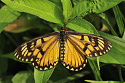 Yellow Coster Butterfly Manas Np India Photograph by Thomas Marent