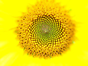 Yellow Dreams  Photograph by Kim Galluzzo
