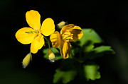 Yellow flowers in night Photograph by Michael Goyberg