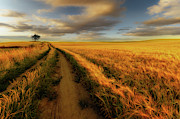 Yellow Photograph by Piotr Krol (bax)
