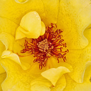 Yellow Rose Photograph by Kevin Anderson