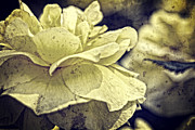 Yellow Rose with Vintage Concrete Background Photograph by Beverly Claire Kaiya