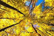 Yellow trees in autumnal forest acrylic painting Painting by Matthias Hauser