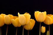 Yellow Tulips Photograph by Alexander Fedin