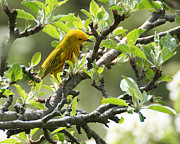 Yellow Warbler in Pear Tree Photograph by William Selander