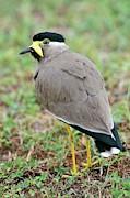 Yellow Wattled Lapwing Photograph by Science Photo Library