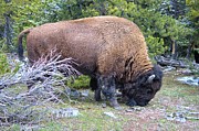 Yellowstone Bison Photograph by Bob Kinnison