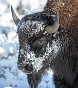 Yellowstone Effects Photograph by Kevin Dietrich