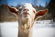 'Yoda' Goat Photograph by Natalie Rotman Cote