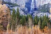 Yosemite Trees 3 Photograph by Mel Ashar