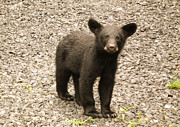Young Cub Photograph by Jan Dappen Young Cub Photograph by Jan Dappen