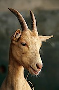 Young Goat Photograph by Science Photo Library