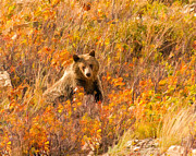 Young Grizzly Bear Digital Art by Brenda Jacobs Young Grizzly Bear Digital Art by Brenda Jacobs
