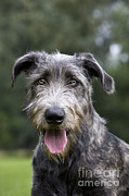 Young Irish Wolfhound Photograph by Johan De Meester Young Irish Wolfhound Photograph by Johan De Meester