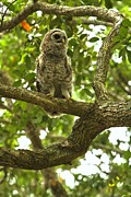 Young Owl In A Tree Photograph by Adam Jewell