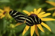 Zebra Butterfly Photograph by Anthony Sacco