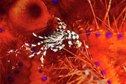 Zebra Crab On A Sea Urchin Photograph by Science Photo Library
