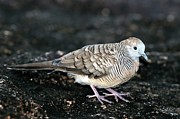 Zebra Dove On The Ground Photograph by Science Photo Library