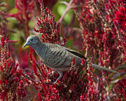 Zebra Dove or Barred Ground Dove DTHN0060 Photograph by Gerry Gantt