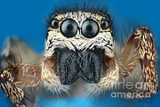 Zebra Jumping Spider Photograph by Matthias Lenke