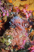 Zebra Lionfish Photograph by Science Photo Library