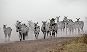 Zebra Migration Photograph by Science Photo Library