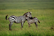 Zebra Mother And Foal Photograph by Science Photo Library