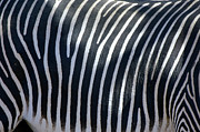 Zebra Skin Photograph by Science Photo Library