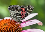 Butterfly feeding #1 Photograph by Bernd Laeschke