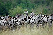 Zebras Photograph by Science Photo Library