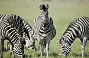 Zebras Grazing Photograph by Science Photo Library