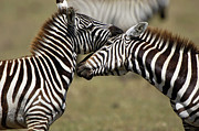 Zebras Interacting Photograph by Science Photo Library