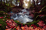  Blank Thanksgiving or fall card Photograph by B Cash