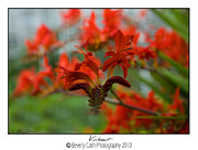  Vibrant Abstract Photograph by B Cash