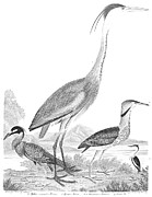 American Ornithology #1 Photograph by Granger