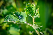 Aquilegia  with dew drops #1 Photograph by Michael Goyberg