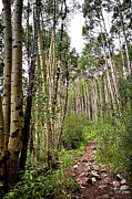 Aspen Forest #1 Photograph by Endre Balogh