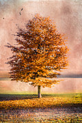 Autumn Light #1 Photograph by Hannes Cmarits