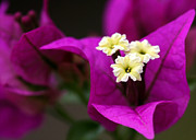 Bouganvillea #1 Photograph by Sabrina L Ryan