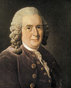 Carl Linnaeus, Swedish Botanist #1 Photograph by Science Source Carl Linnaeus, Swedish Botanist #1 Photograph by Science Source