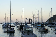 'Catalina Harbor' #1 Photograph by PJQandFriends Photography