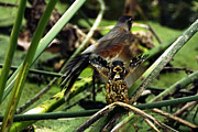 Cry of the American Robin. #1 Photograph by James Ahn