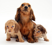 Dachshund With Pups #2 Photograph by Jane Burton