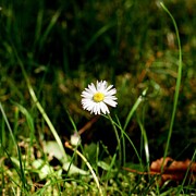 Daisy Daisy #1 Photograph by Call Me Abbie - Abbie Shores