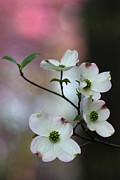 Dogwood #1 Photograph by Daniel Reed