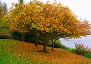Fall Colors #1 Photograph by Jerry Cahill